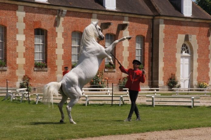 Haras national du PinCourisme 61 (6)