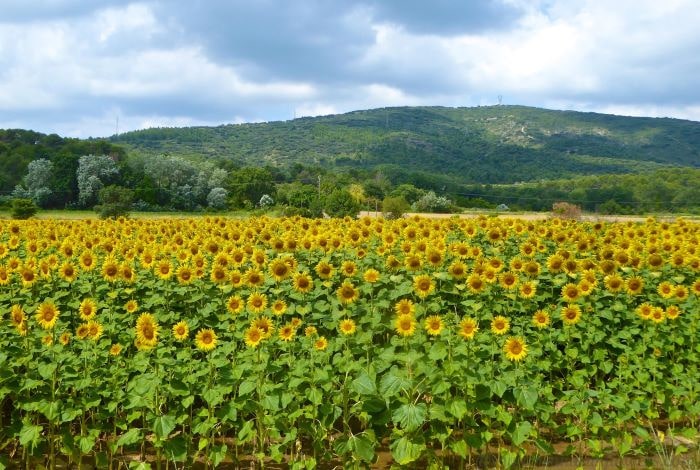 Lourmarin’s sunflower Fields