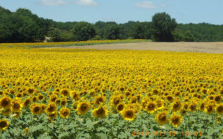 The Lot-et-Garonne: One of the Best Kept Secrets in France