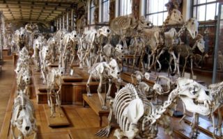 Jardin des Plantes: Fauna