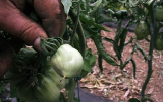 Tomato Time: SALADE DE TOMATES COEUR DE BOEUF