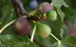 If You Desire a Fig…
