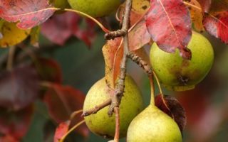 In A Pear Tree