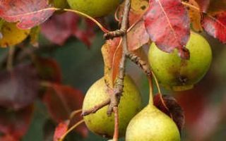 Diced, Spiced Pears (<i>Poire Epic&eacute;es en D&eacute;s</i>)