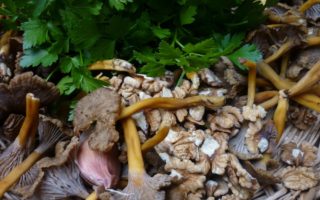 Stalking the Wild Mushroom