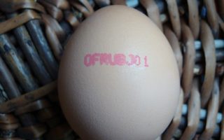 The Best Eggs in France (And How to Cook Them)