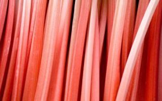 Ramps, Rhubarbs and Sea Robin