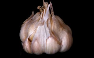 Glorious Garlic