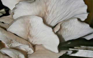 Stalking the Mushroom Caves