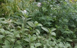 Herbs in a Midsummer Garden