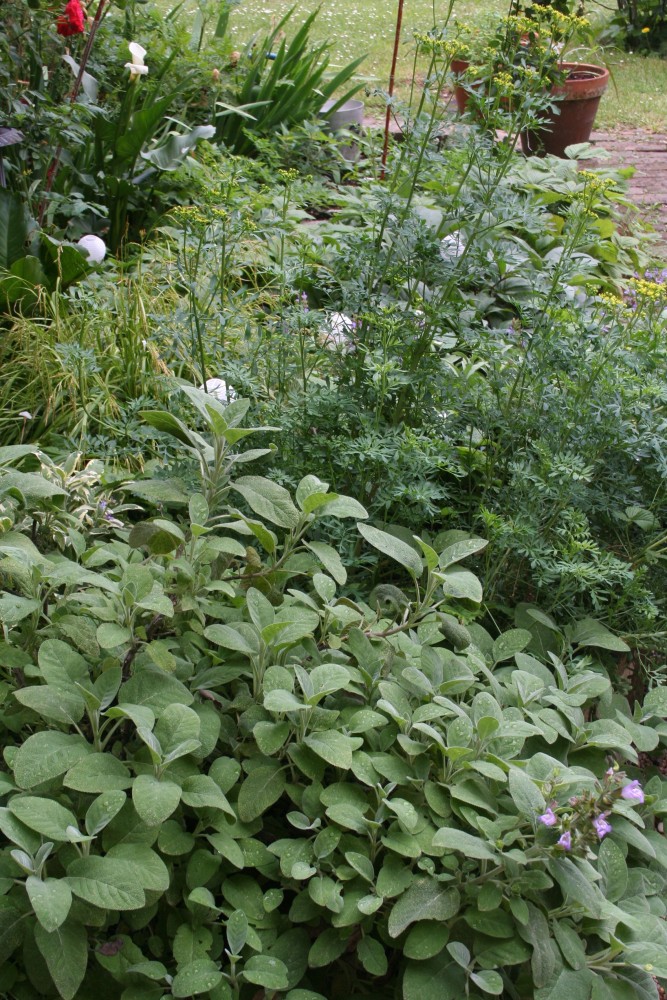 Herbs in a Midsummer Garden