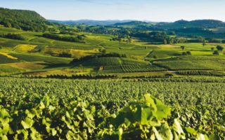 Jura Wines: On the Upswing