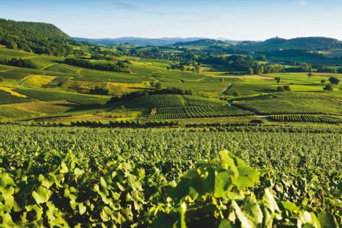 Jura Wines: On the Upswing