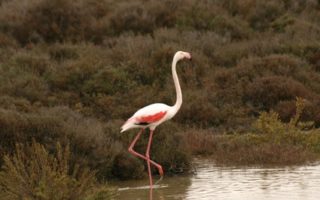 Riding in the Camargue