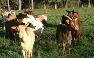 Artisanal Goat Cheese in the Dordogne