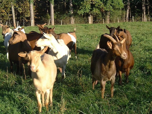 Artisanal Goat Cheese in the Dordogne