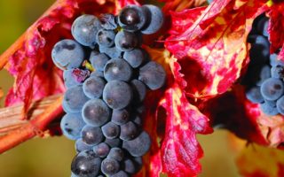 The Pinot Profile: Understanding the Famous Grape