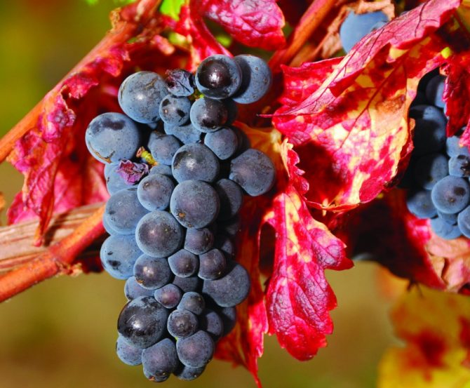 The Pinot Profile: Understanding the Famous Grape