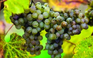 The Champagne Alternative: France’s Sweet Wines