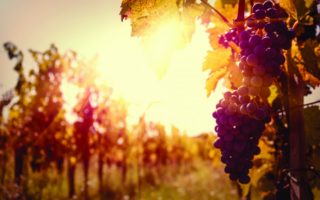 How Climate Change is Affecting the Wine Futures System