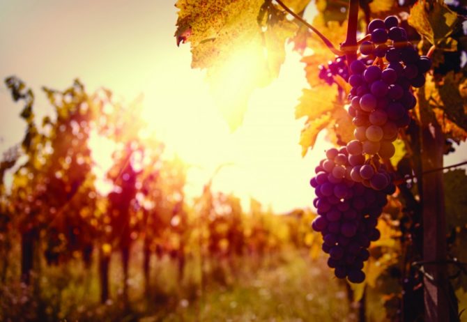 How Climate Change is Affecting the Wine Futures System