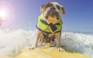 Dog Surfing Competition in Biarritz