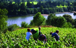 Loire Valley Wines: The Rise of the Cabernet Franc Grape