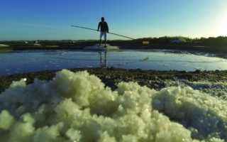 Fleur de Sel from the Salt Marshes of Gu&eacute;rande