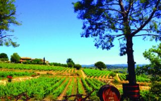 Bandol’s Wines: Provence’s True Star