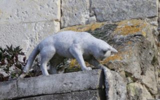 The Cats of La Romieu, A Medieval Village in Southwest France