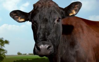Dispatch from the Salon de l’Agriculture in Paris