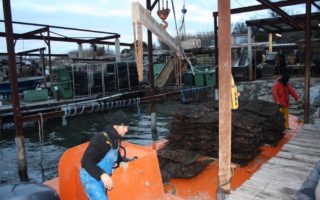 Dispatch from Bouzigues: The Art of Eating an Oyster