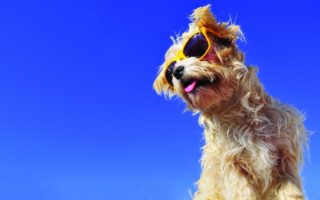 Dog Days on the Riviera