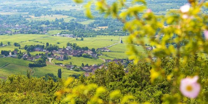 Champagne and Burgundy Vineyards Granted UNESCO World Heritage Status