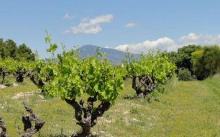 Ch&acirc;teau Juvenal: A Charming B&B in Provence