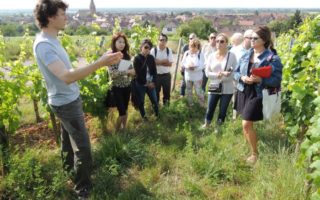 Delve into the World of Wine: Classes with the French Wine Society