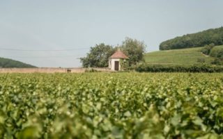 A Serendipitous Surprise in the Vineyards of Burgundy