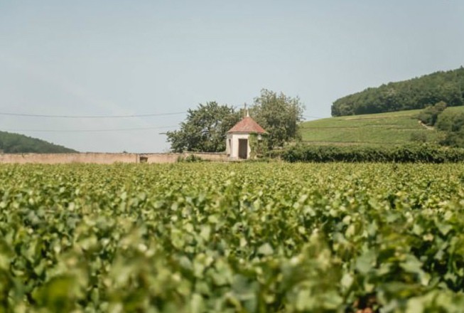 A Serendipitous Surprise in the Vineyards of Burgundy