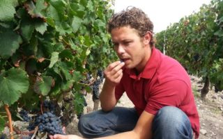 Time with Wine: Bordeaux on Safari, an Unscientific Tasting