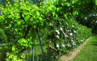 The Fruits of Paris: The Preservation and Rebirth of Montreuil’s Peach Orchards