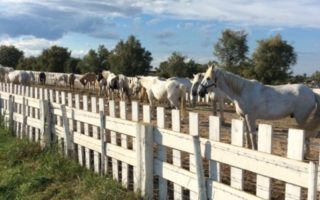 Flamingos in the South of France: Visit the Parc Ornithologique de Pont de Gau
