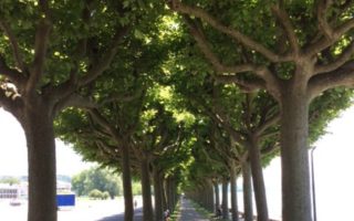 Driving in France: The Magic of Tree-Lined Roads