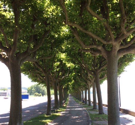 Driving in France: The Magic of Tree-Lined Roads