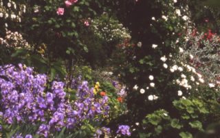 Coming Up Roses: Masquelier’s Garden