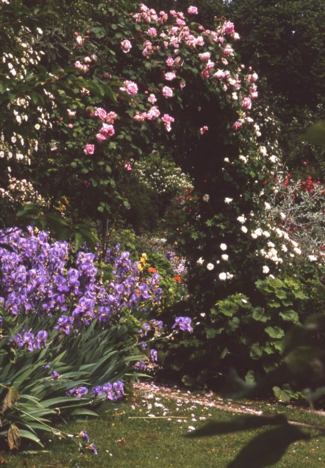 Coming Up Roses: Masquelier’s Garden