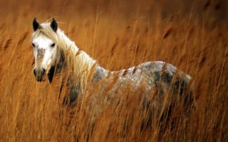 La Camargue