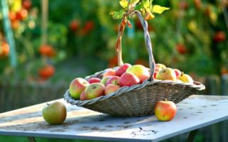 Autumn Leaves and Apples