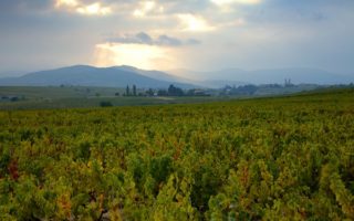 The Fine Wines of Beaujolais