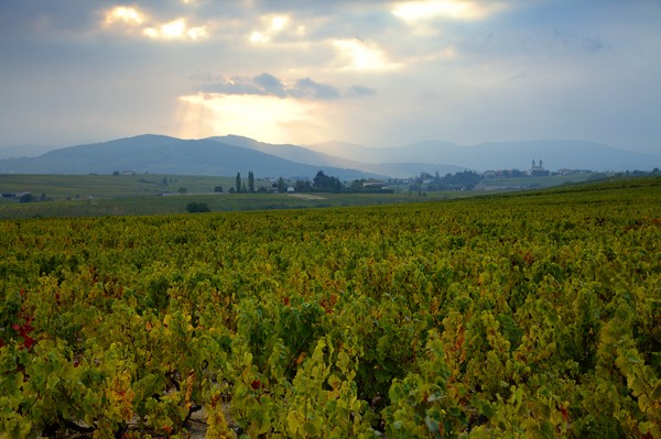 The Fine Wines of Beaujolais