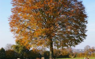 Normandy in November